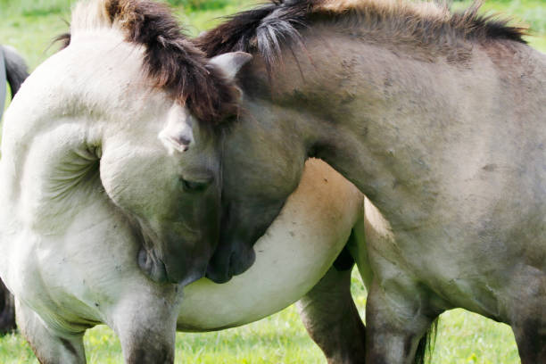 istock Konik Horses in Nature Reserve (Flevoland, Netherlands) 1279168910