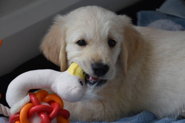 istock Young Retriever puppy 1279169642