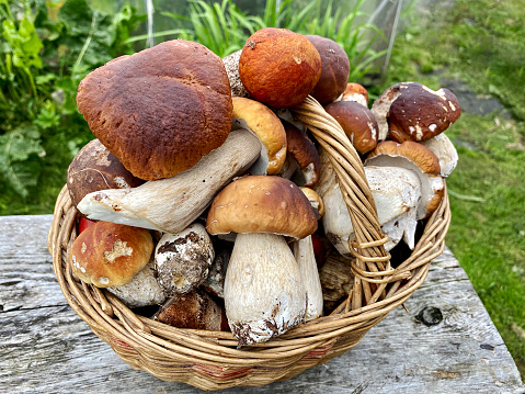 Porcini and boletus mushrooms in a wicker basket. Autumn porcini mushrooms. Cooking delicious mushrooms from natural products.
