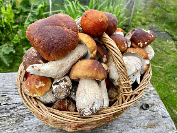 Porcini and boletus mushrooms in a wicker basket. Autumn porcini mushrooms. Cooking delicious mushrooms from natural products. Porcini and boletus mushrooms in a wicker basket. Autumn porcini mushrooms. Cooking delicious mushrooms from natural products. porcini mushroom stock pictures, royalty-free photos & images
