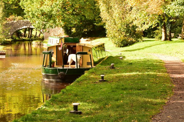 A service dog on a narrowboat on a canal