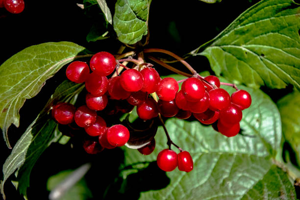 istock bright red ripe viburnum on a Bush 1279171388