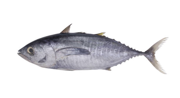 istock Fresh tuna isolated on white 1279171551