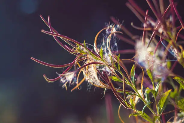 Epilobium parviflorum - hoary willowherb, smallflower hairy willowherb - Close-up view of seeds and fluff