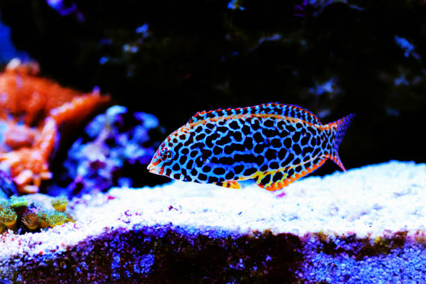 istock Eastern black-spotted wrasse - Macropharyngodon meleagris 1279172875