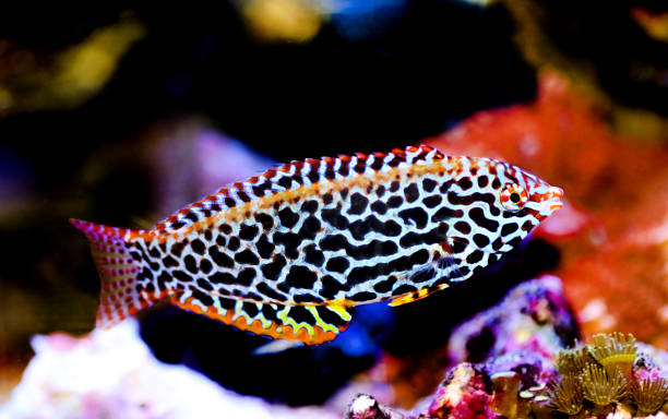 Eastern black-spotted wrasse - Macropharyngodon meleagris