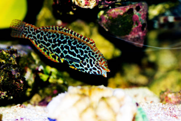 istock Eastern black-spotted wrasse - Macropharyngodon meleagris 1279172884