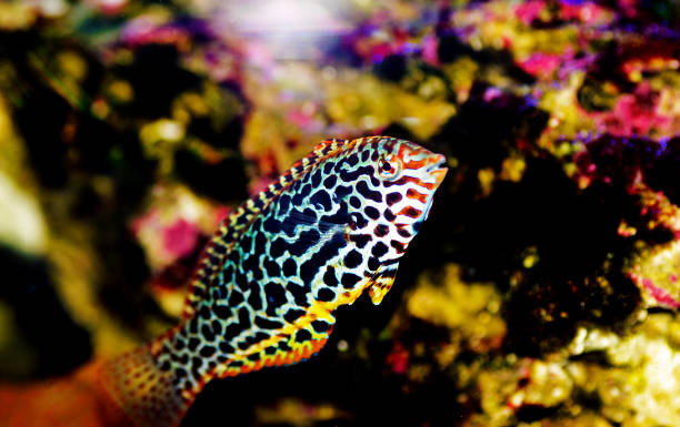 istock Eastern black-spotted wrasse - Macropharyngodon meleagris 1279172885