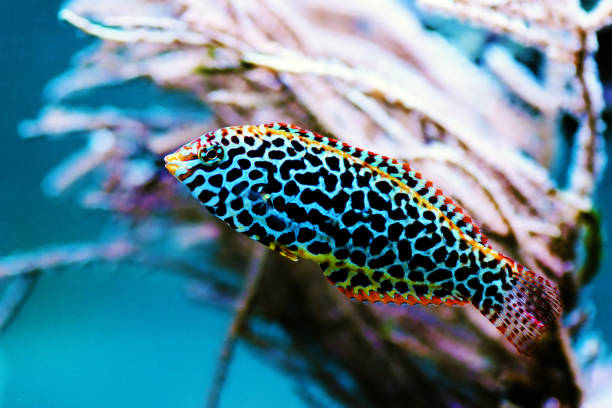 istock Eastern black-spotted wrasse - Macropharyngodon meleagris 1279172890