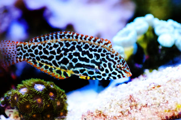 istock Eastern black-spotted wrasse - Macropharyngodon meleagris 1279172891