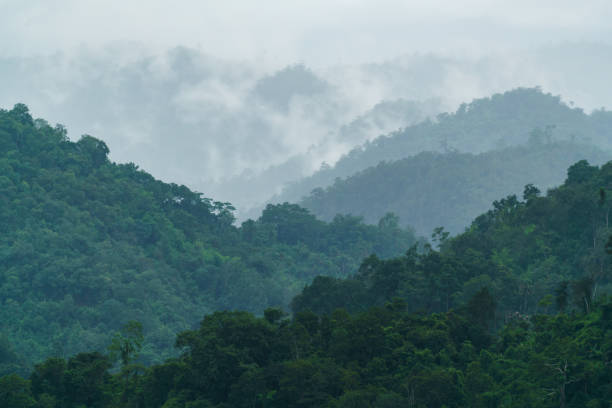 istock tropical forest landscape with fog and mist 1279172964