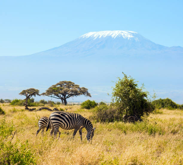 istock Trip to Kenya. Pair of zebras 1279173353