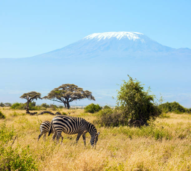 wycieczka do kenii. para zebr - flattop mountain zdjęcia i obrazy z banku zdjęć