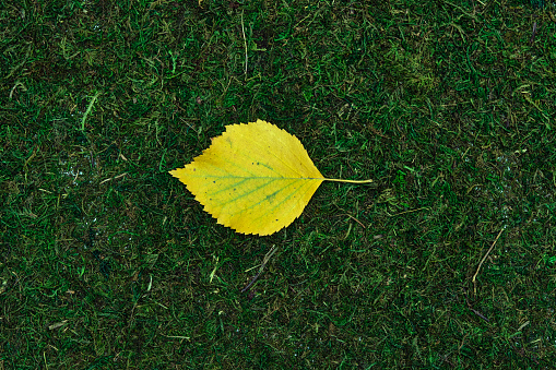 one autumn leave isolated on moss and grass background