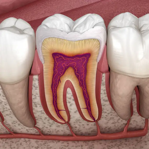 Photo of Molar anatomy in details. 3D illustration of human teeth