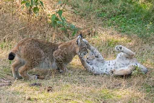 Eurasian lynx cub playing with its mom on a meadow.