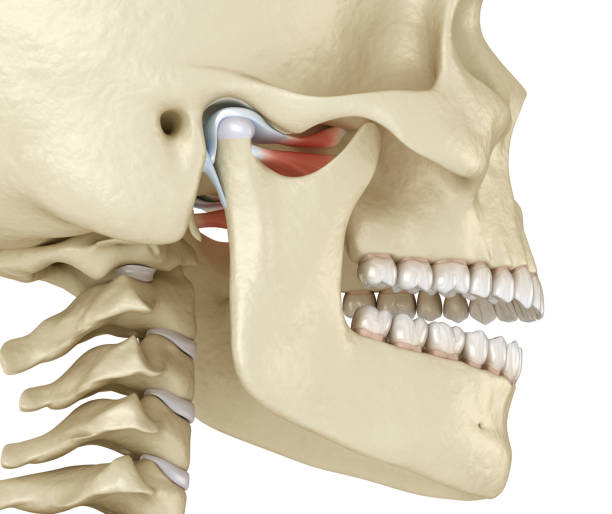 Tmj The Temporomandibular Joints Healthy Occlusion Anatomy Medically  Accurate 3d Illustration Of Human Teeth And Dentures Concept Stock Photo -  Download Image Now - iStock