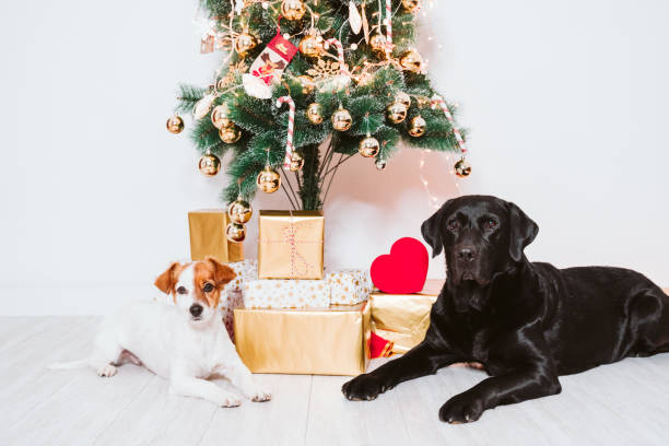 istock beautiful black labrador at home by the christmas tree 1279175025