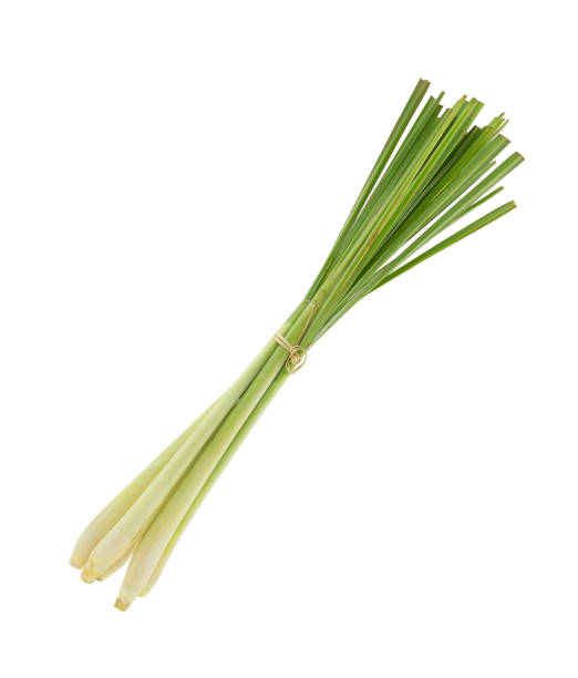 fresh lemongrass isolated white background - lemon grass imagens e fotografias de stock