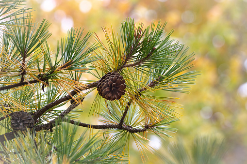 Background - Nature - Pine Cone on Tree