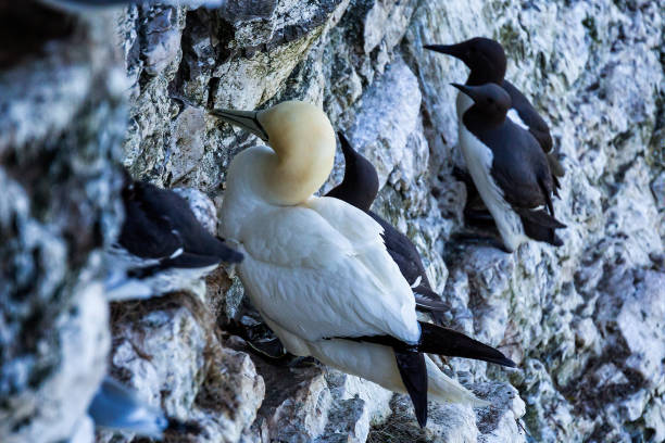 istock Gannet perched precariously on  cliff edge with Guillemots in background 1279178545