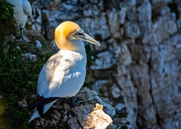 istock Close up of Gannet perched on cliff edge 1279178546