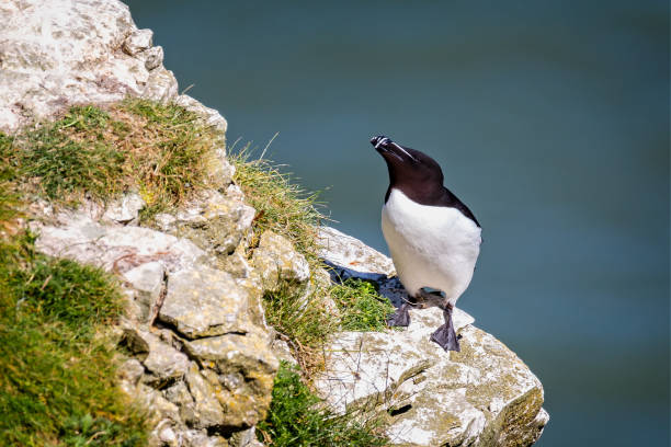 istock Close up of Razorbill perched on cliff edge 1279178558
