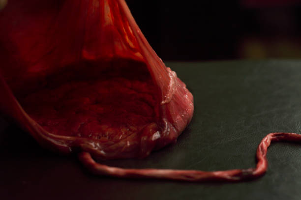 placenta - saco amniótico fotografías e imágenes de stock