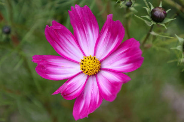 istock Beautiful purple cosmos flower on dark background 1279180238