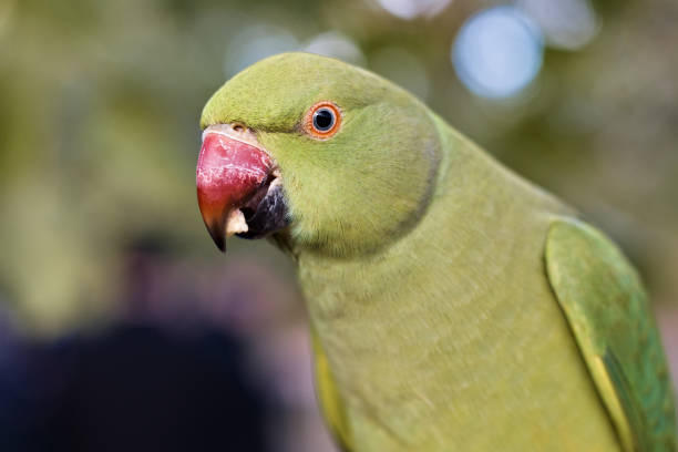 istock Green rose ringed parakeet, standing on a stick having eaten apple 1279181198