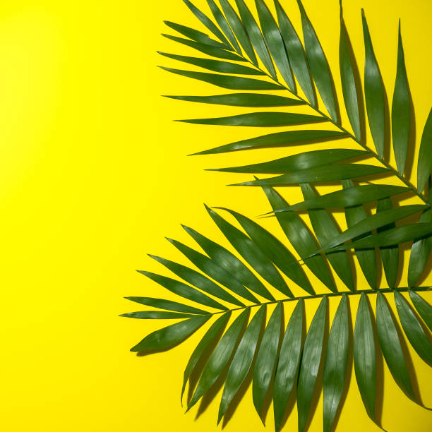 istock Top view of green tropical leaf on yellow background 1279181503