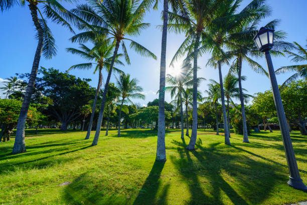 istock Palm tree, Waikiki, Hawaii 1279181643