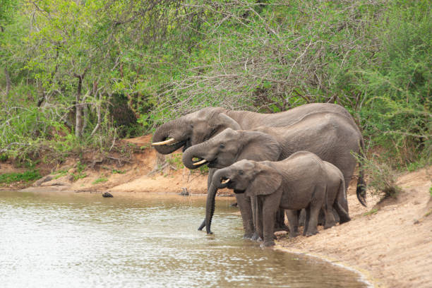 istock African Elephant Herd at Water 1279182711