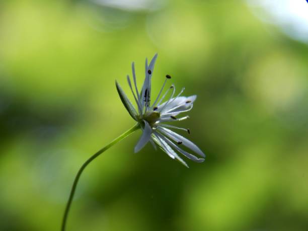 istock a small white flower in the grass 1279182852