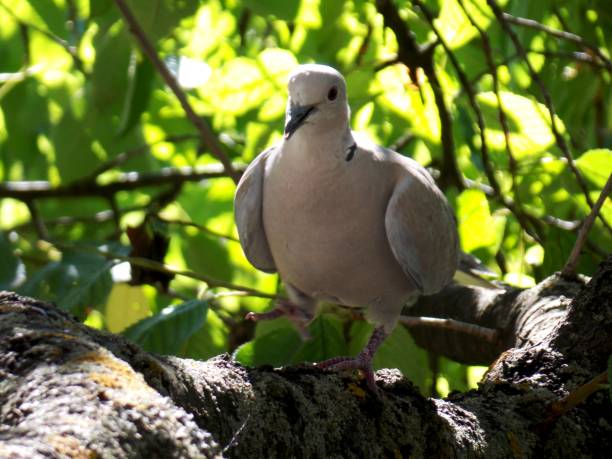 istock a gray dove on a branch 1279182992