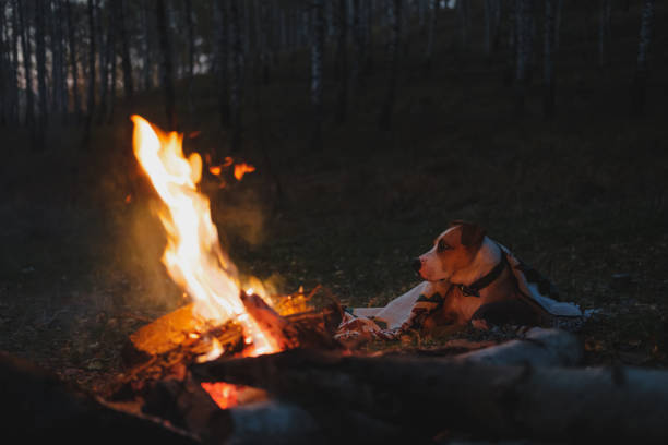 Photo of Dog rests by the campfire in the dusk, low key image.