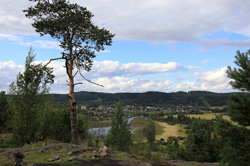 Pines On Mount Paaso in summer, Karelia