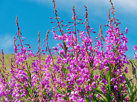 Pink flowers mountain in summer