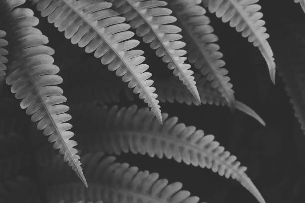 istock Tropical Fern Leaves in Black & White 1279186614