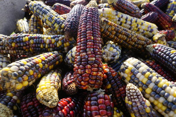 istock Colorful corn cob in close up 1279187737