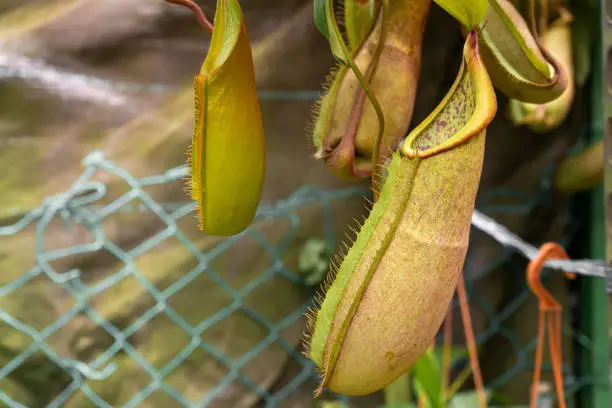 Photo of Close up Nepenthes plant in the Cloud Forest