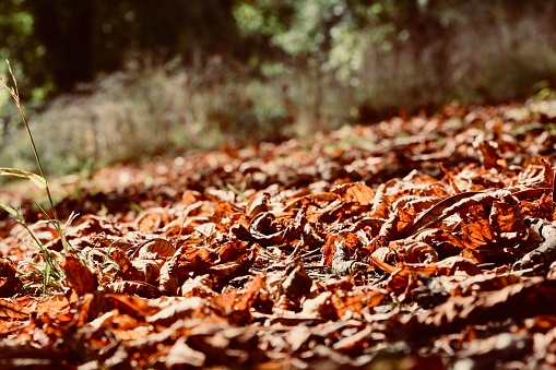 October brings falling temperatures and the leaves start to change colour and fall onto the forest floor creating a golden carpet of crisp dry leaves.