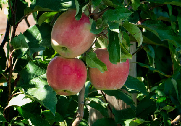 istock Ripe Maryland apples 1279188880