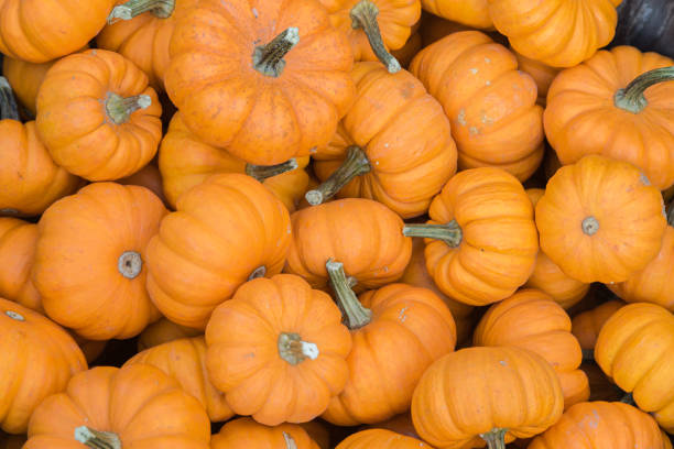 istock Pumpkins on a Market Stall 1279188881