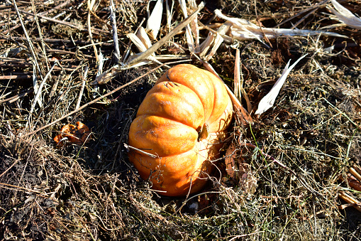 Yellow pumpkin thrown into the compost pit in autumn