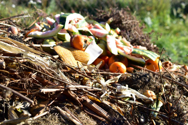 istock Compost pile of dried grass and watermelon and melon crusts 1279190079