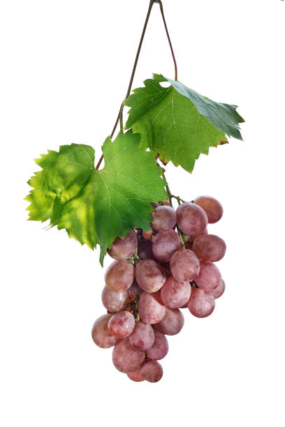 istock Fresh ripe bunch of Cardinal Grapes isolated on white background. 1279190083