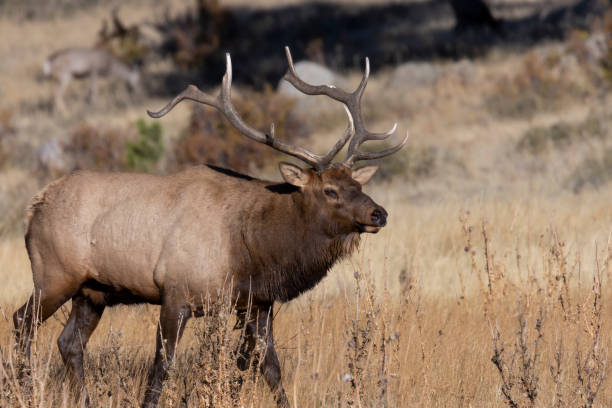 istock Elk Rut in Rocky Mountain National Park 1279190251