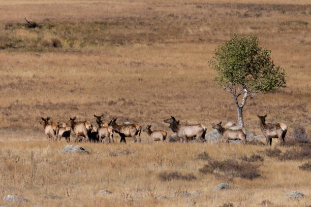 istock Elk Rut in Rocky Mountain National Park 1279190789