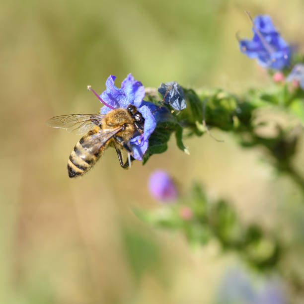 istock A bee collects pollen in a flower 1279191453